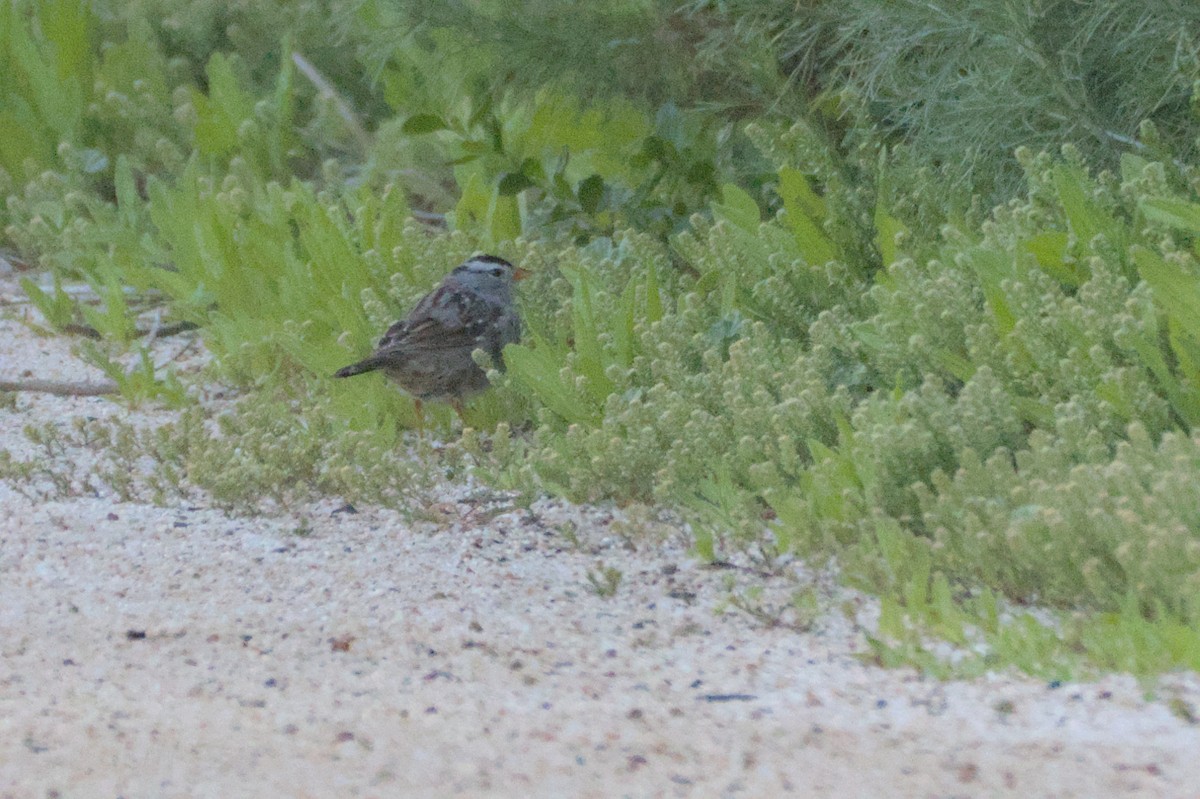 White-crowned Sparrow - ML567580751