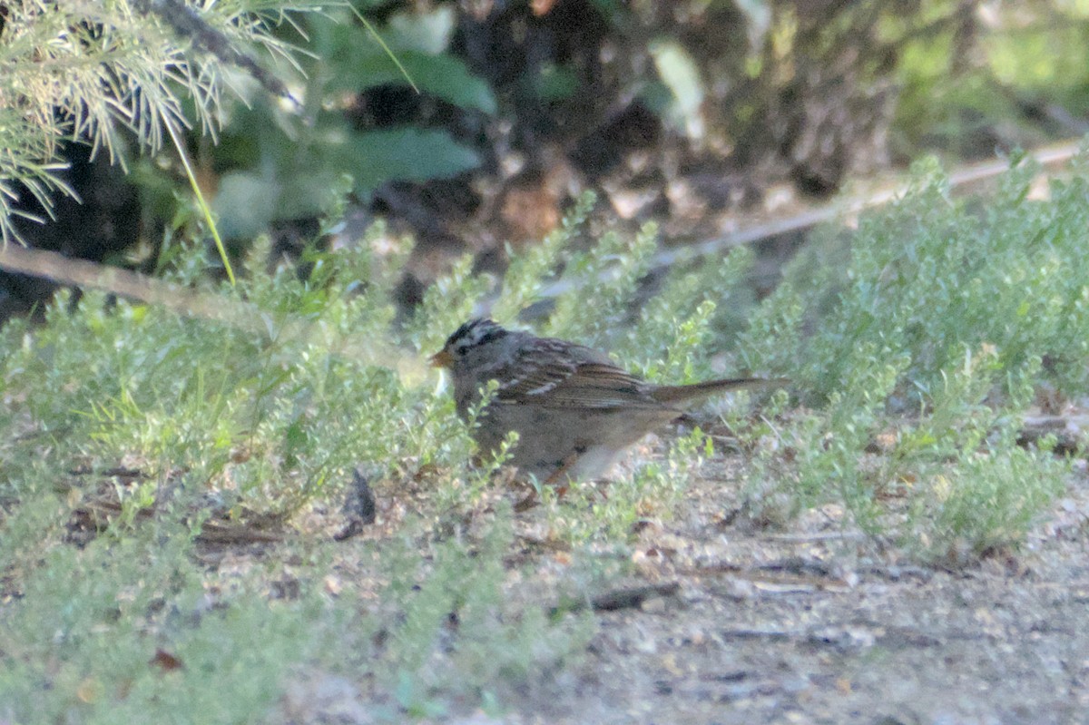 White-crowned Sparrow - ML567580761