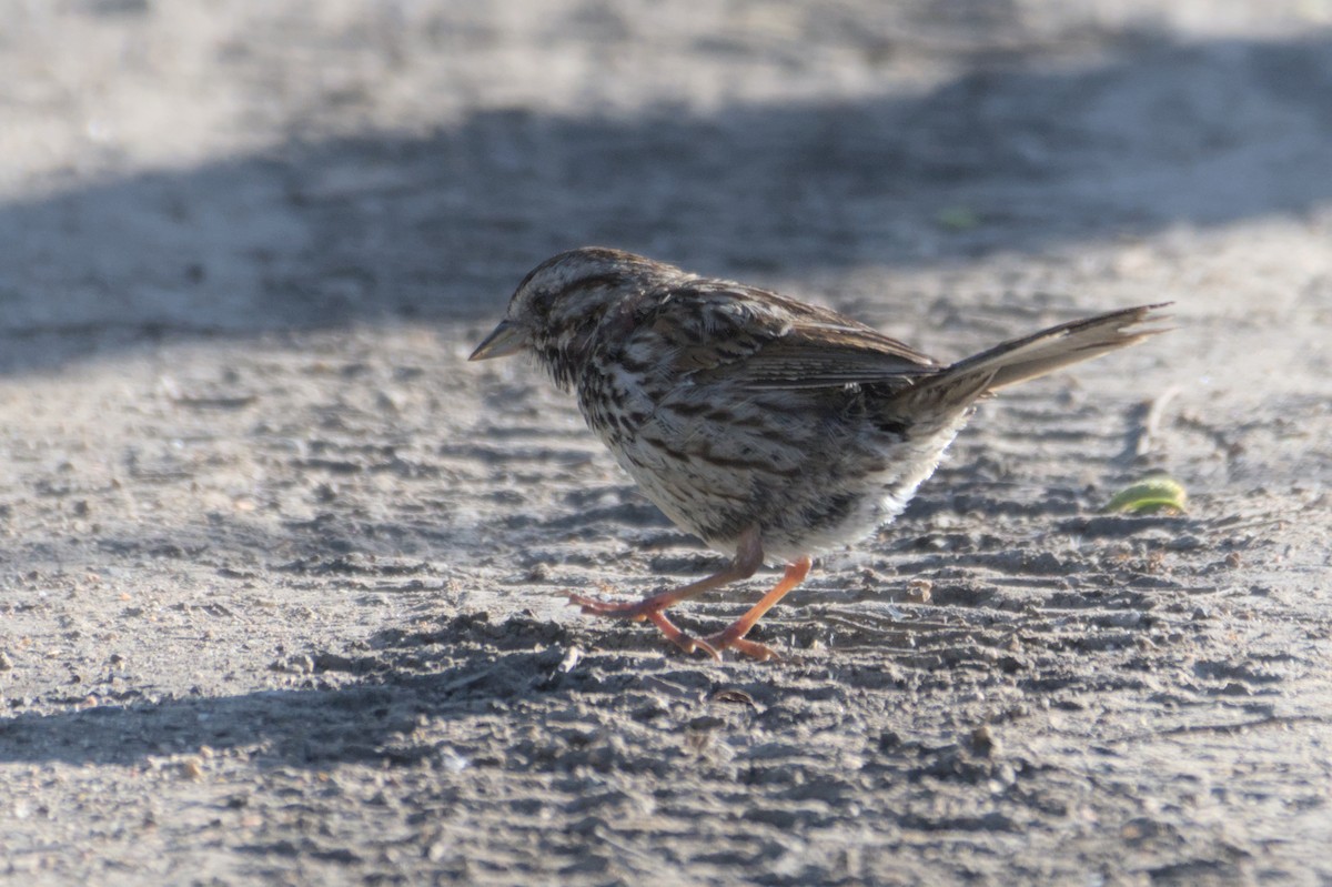 Song Sparrow - ML567581081