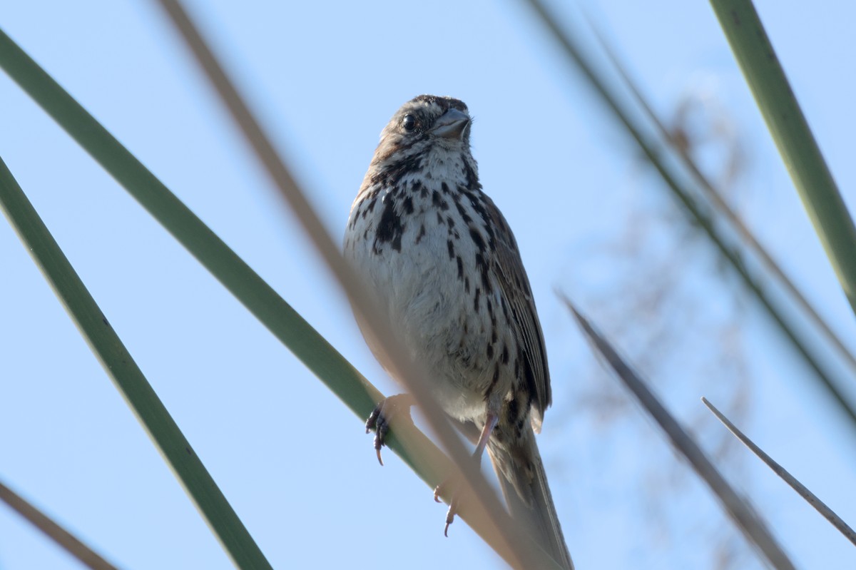 Song Sparrow - Mike Marin