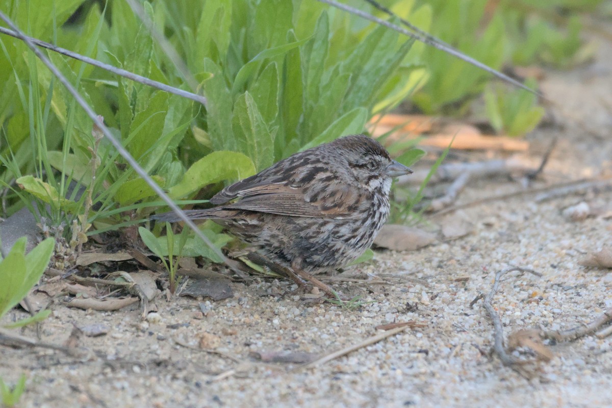 Song Sparrow - Mike Marin