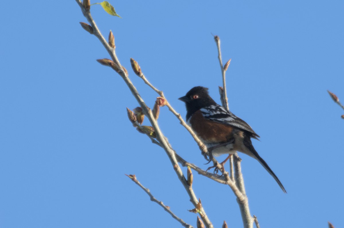 Spotted Towhee - ML567581471