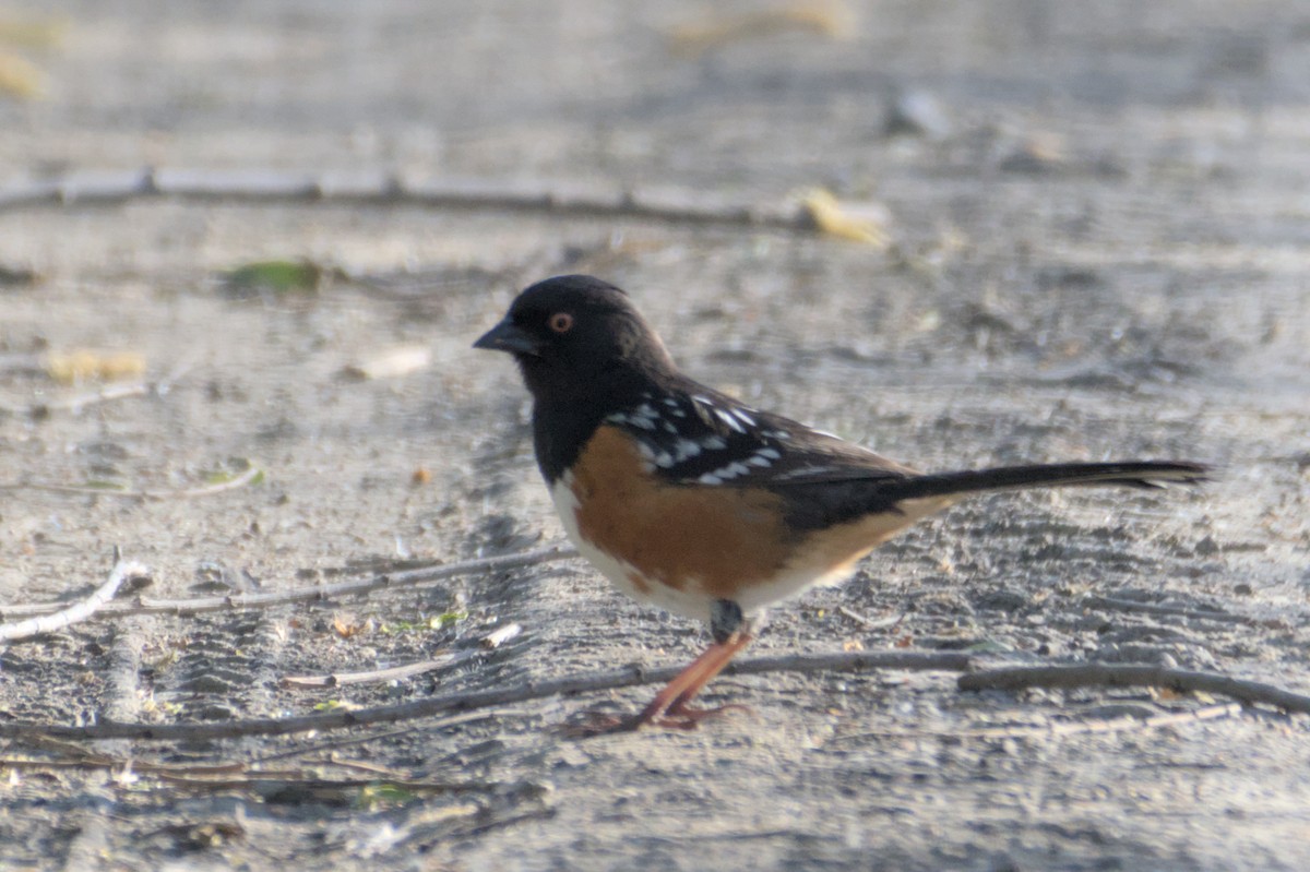 Spotted Towhee - ML567581481