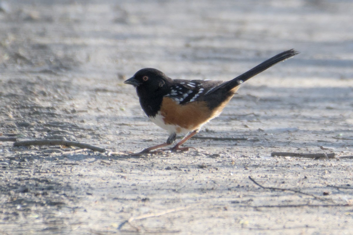 Spotted Towhee - ML567581491