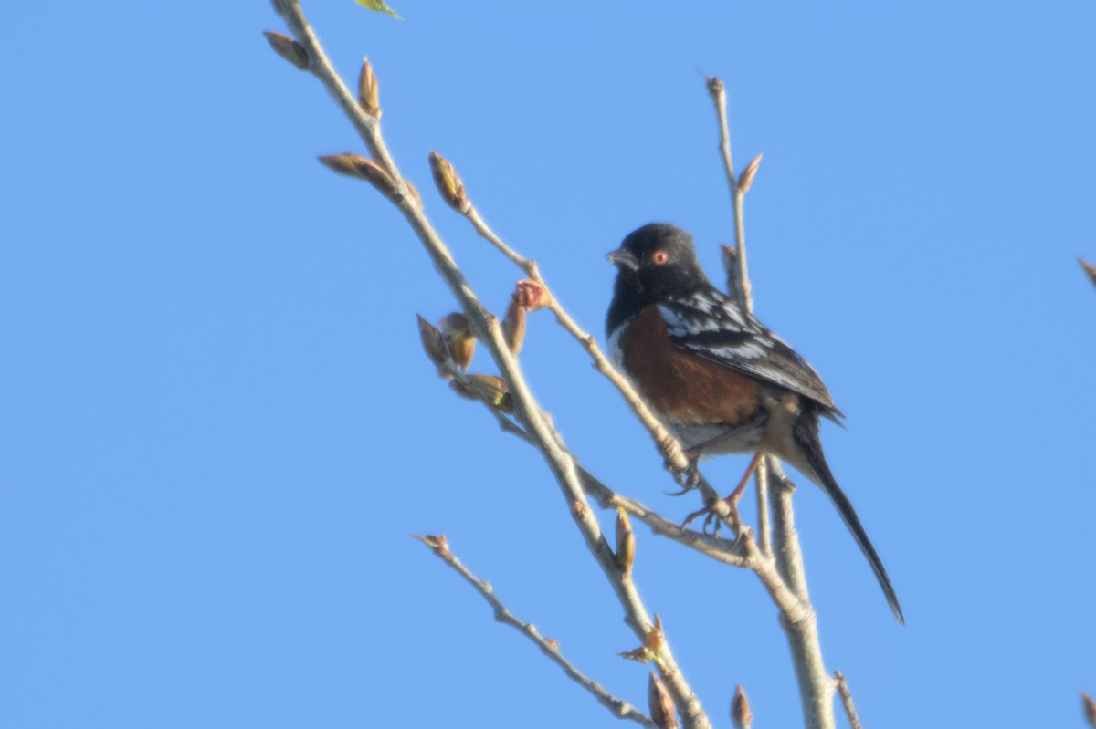 Spotted Towhee - ML567581501