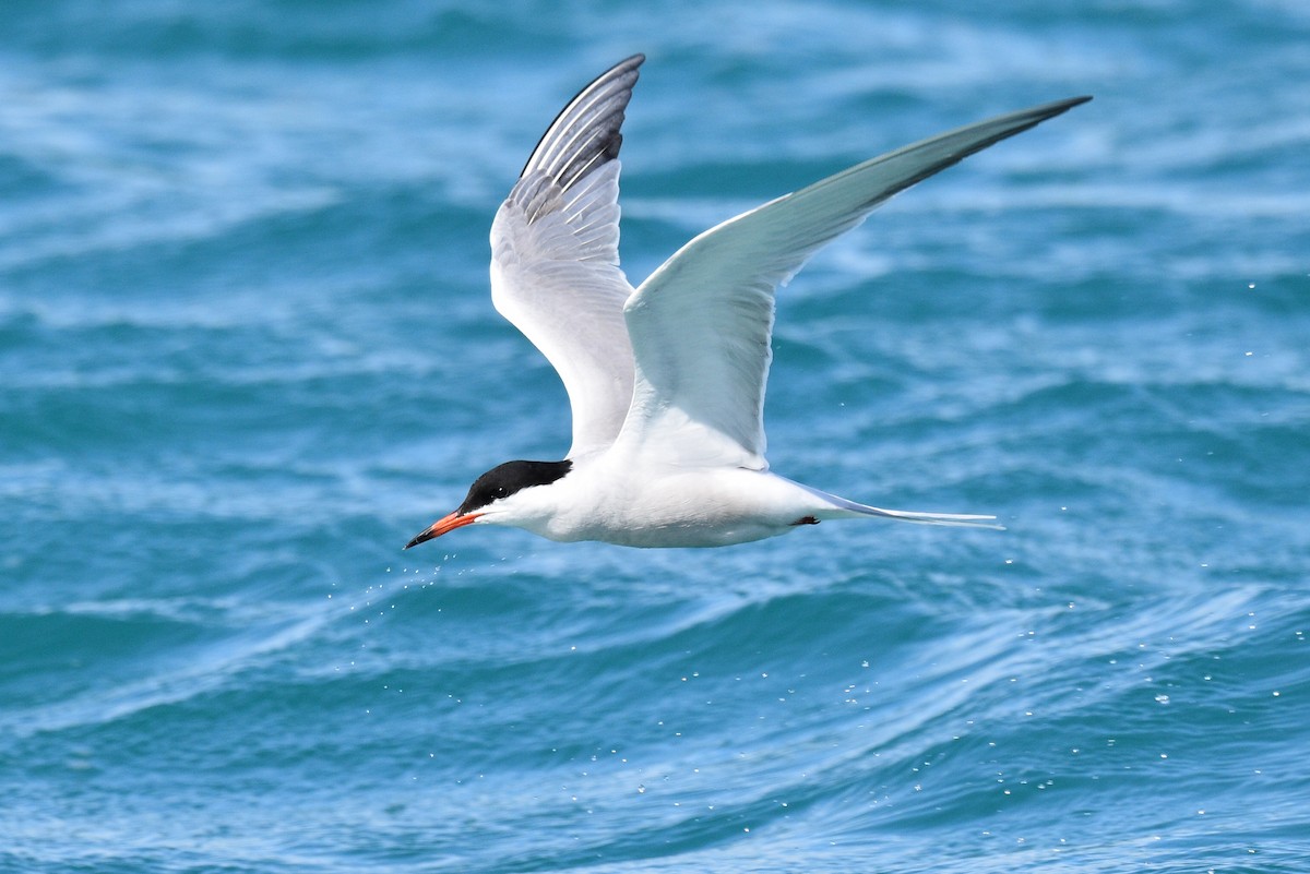 Common Tern - ML567581591