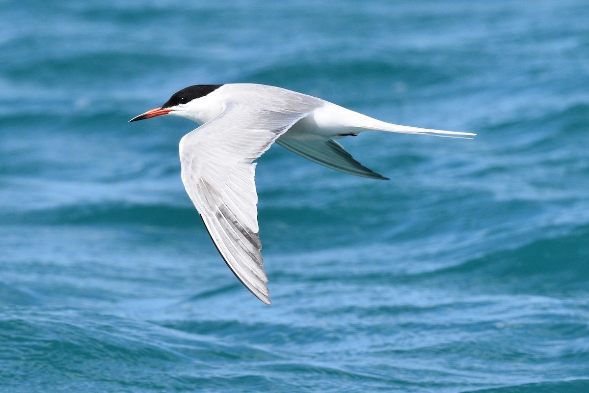 Common Tern - ML567581901