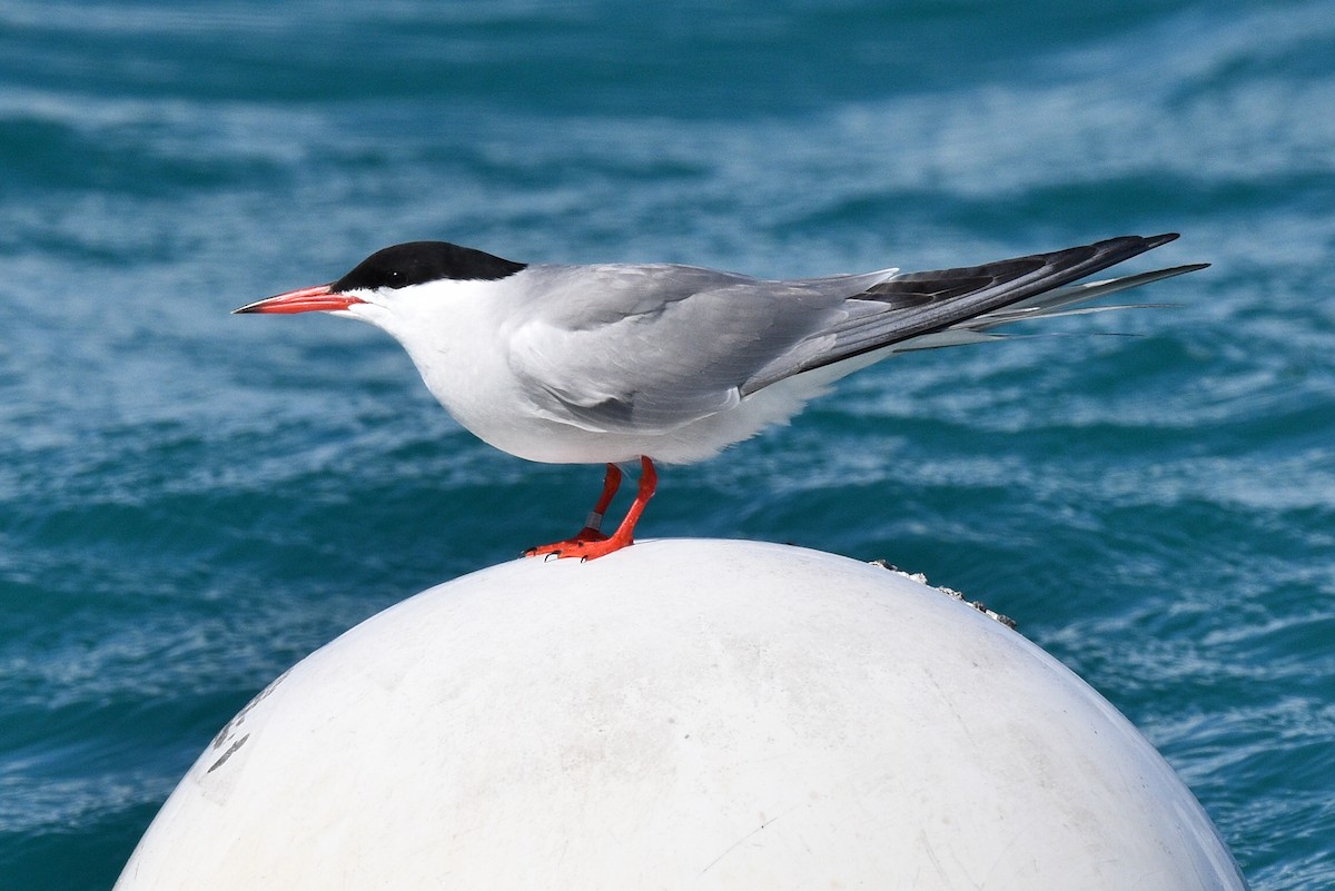 Common Tern - ML567581941