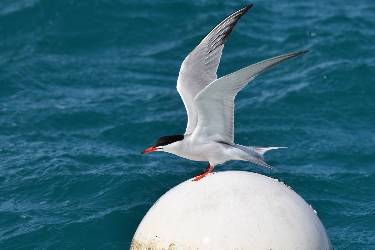 Common Tern - ML567581951