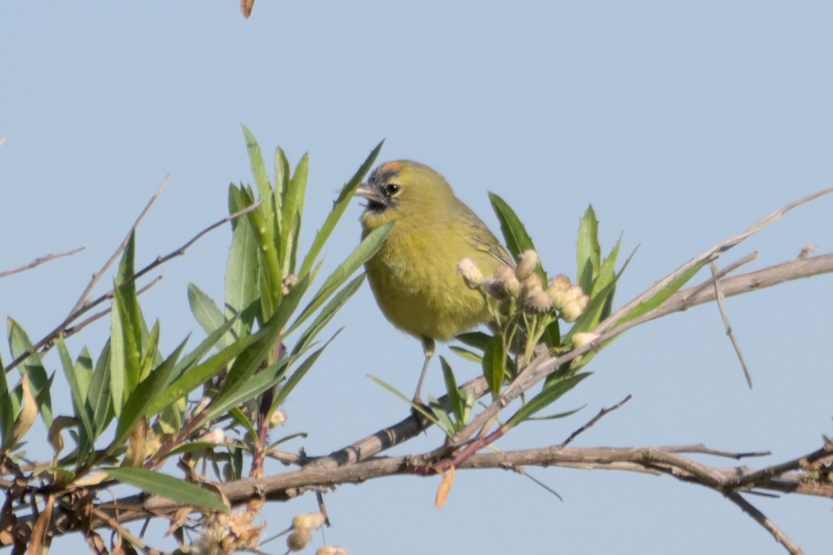 Orange-crowned Warbler - ML567581961