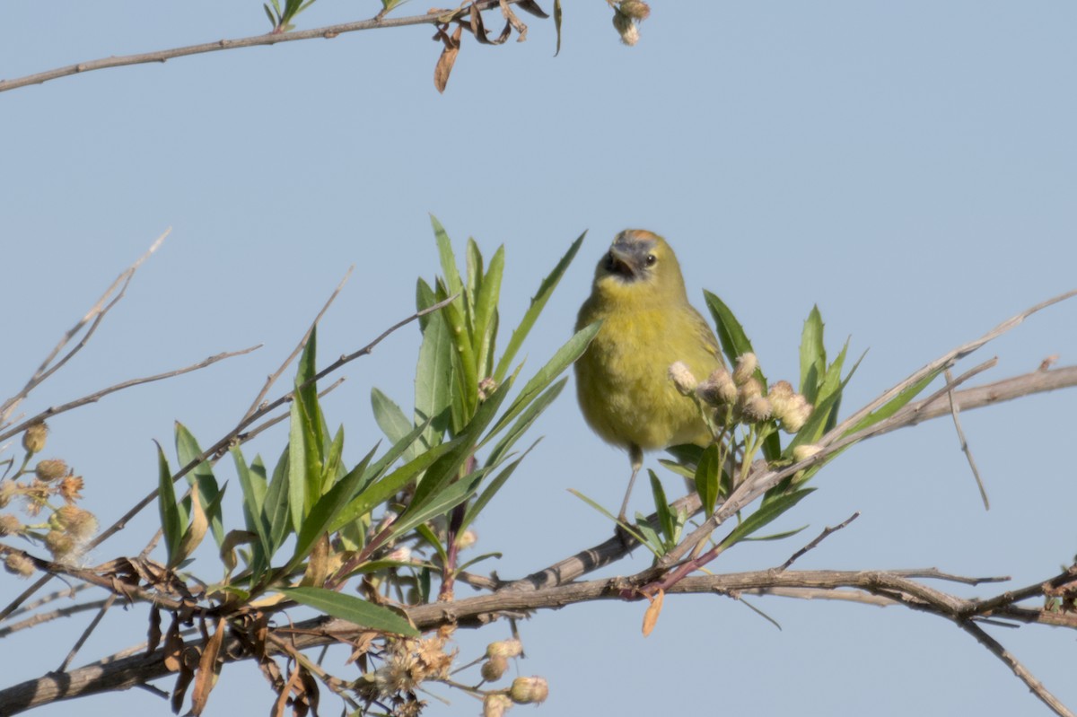 Orange-crowned Warbler - ML567581971