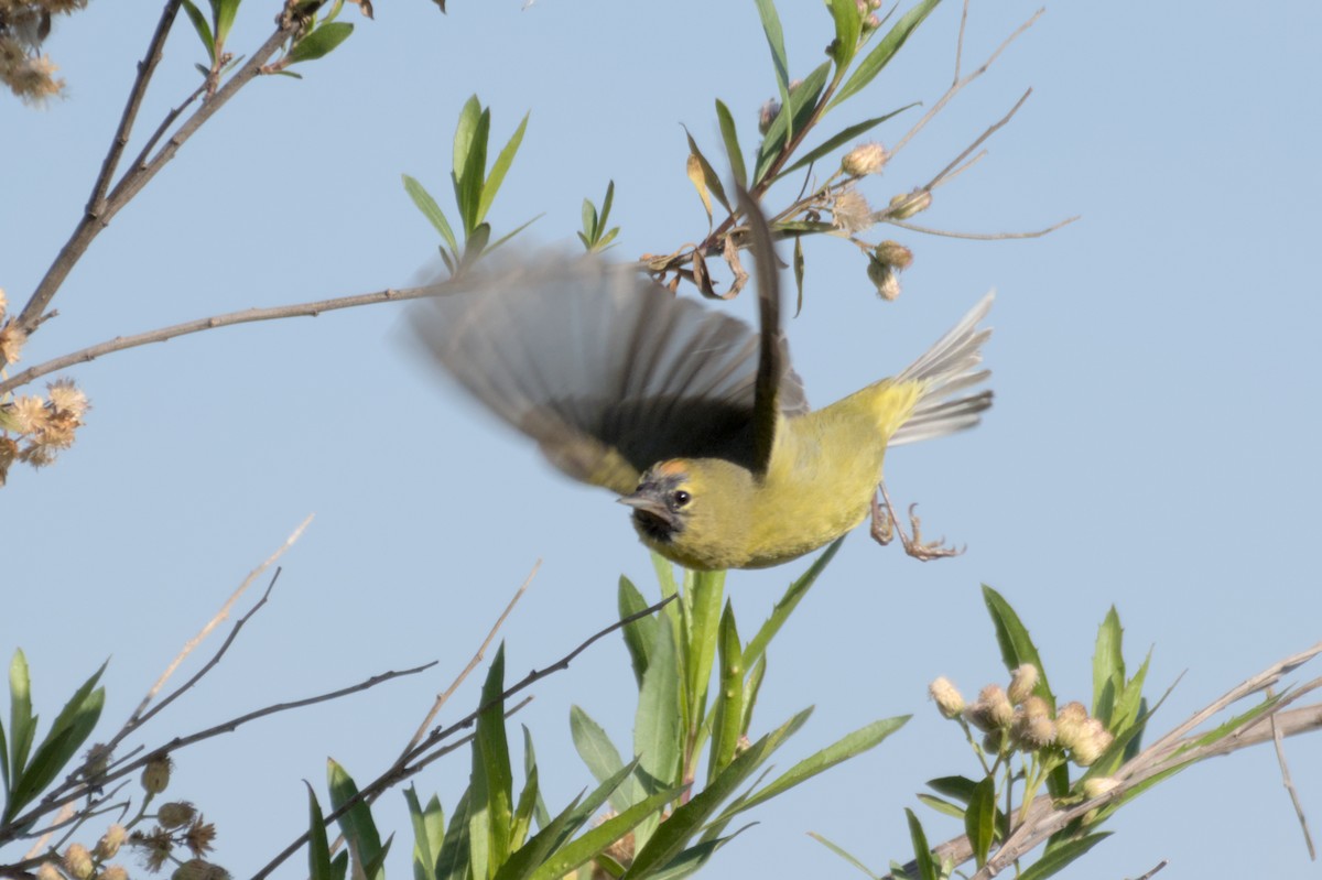 Orange-crowned Warbler - ML567581981