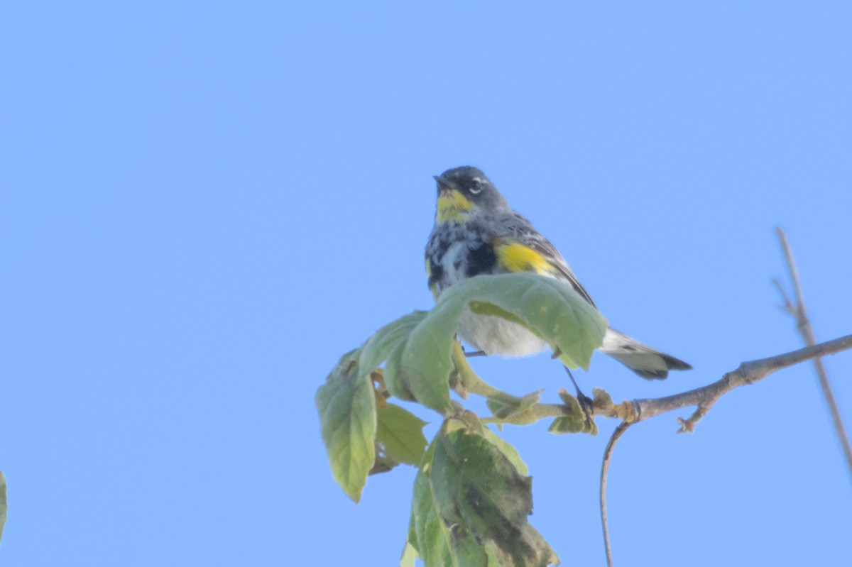 Yellow-rumped Warbler - ML567582481