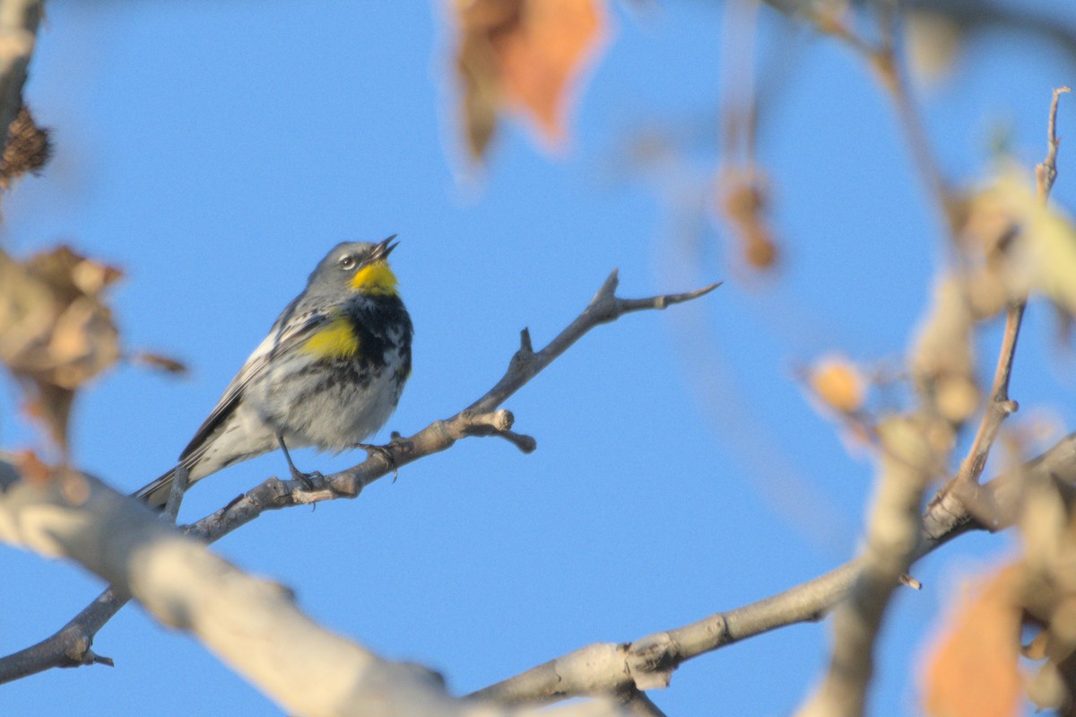 Yellow-rumped Warbler - ML567582491