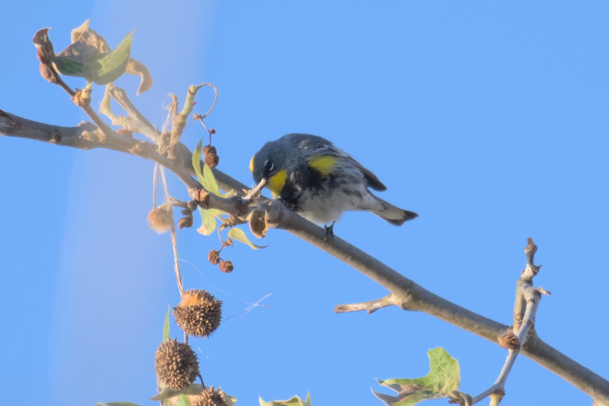 Yellow-rumped Warbler - ML567582501