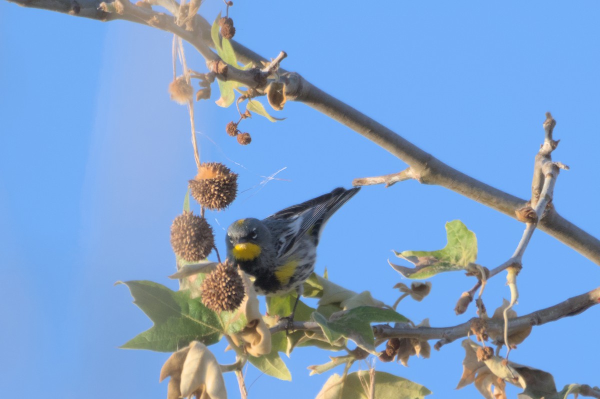 Yellow-rumped Warbler - ML567582511