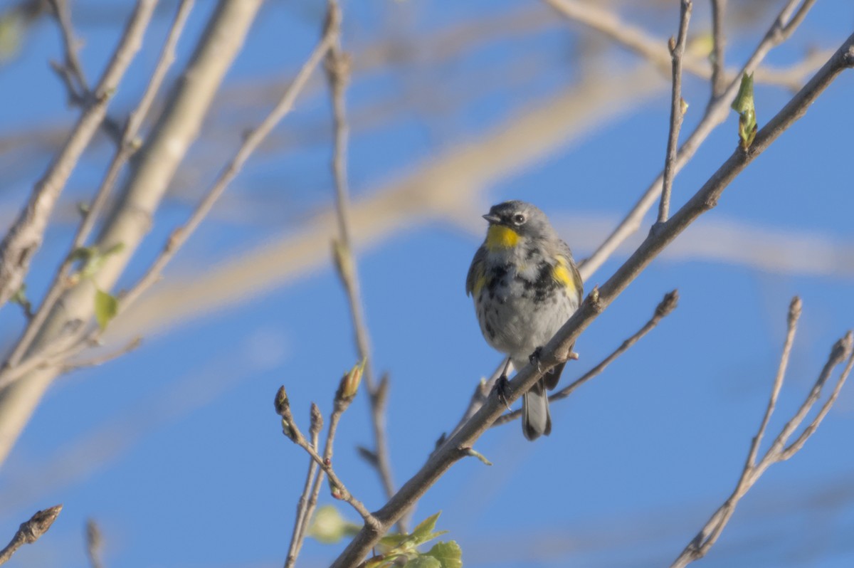 Yellow-rumped Warbler - ML567582521