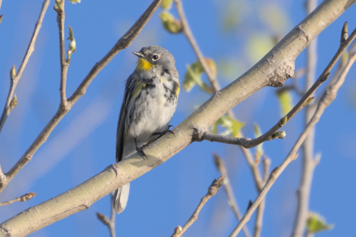 Yellow-rumped Warbler - ML567582531