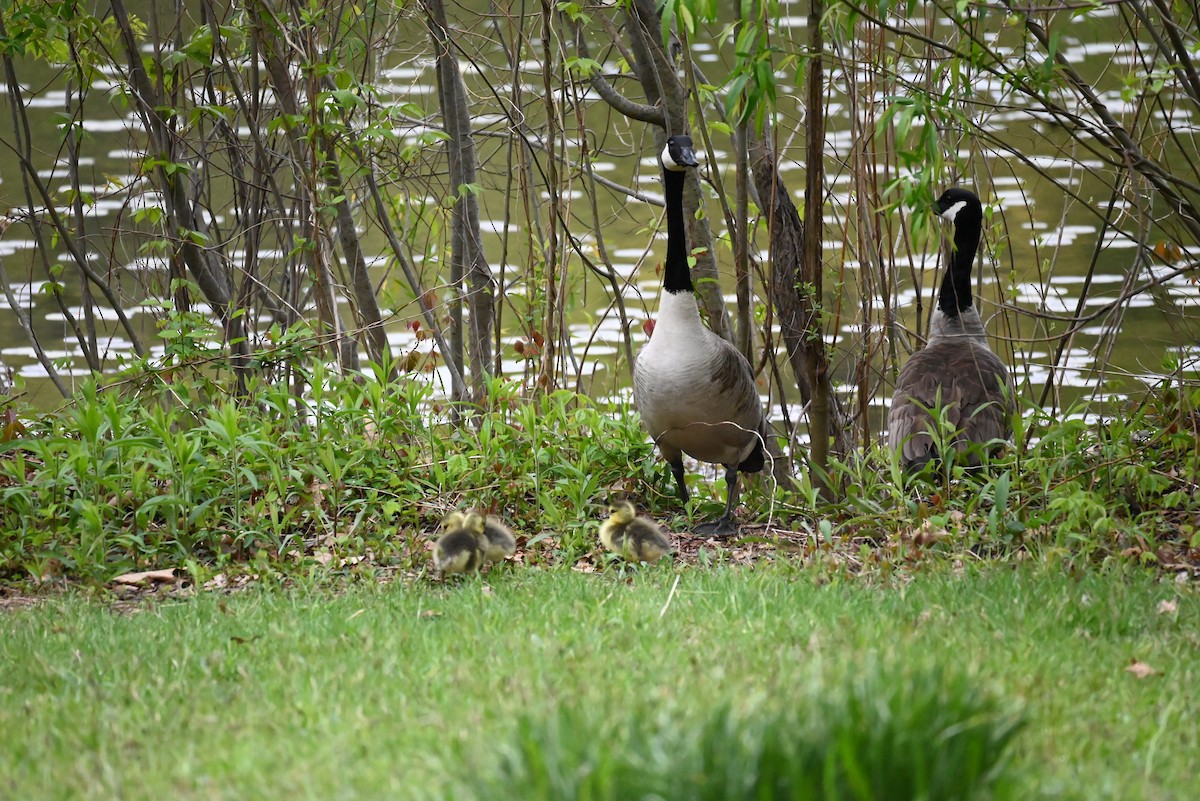 Canada Goose - ML567582601