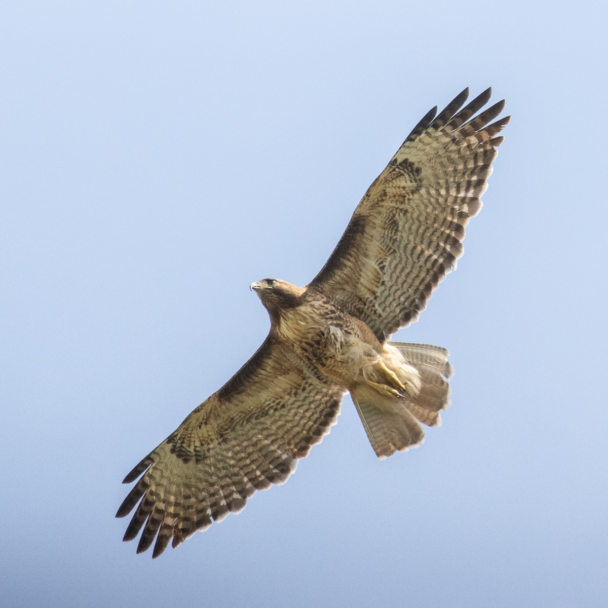 Red-tailed Hawk - ML567583711
