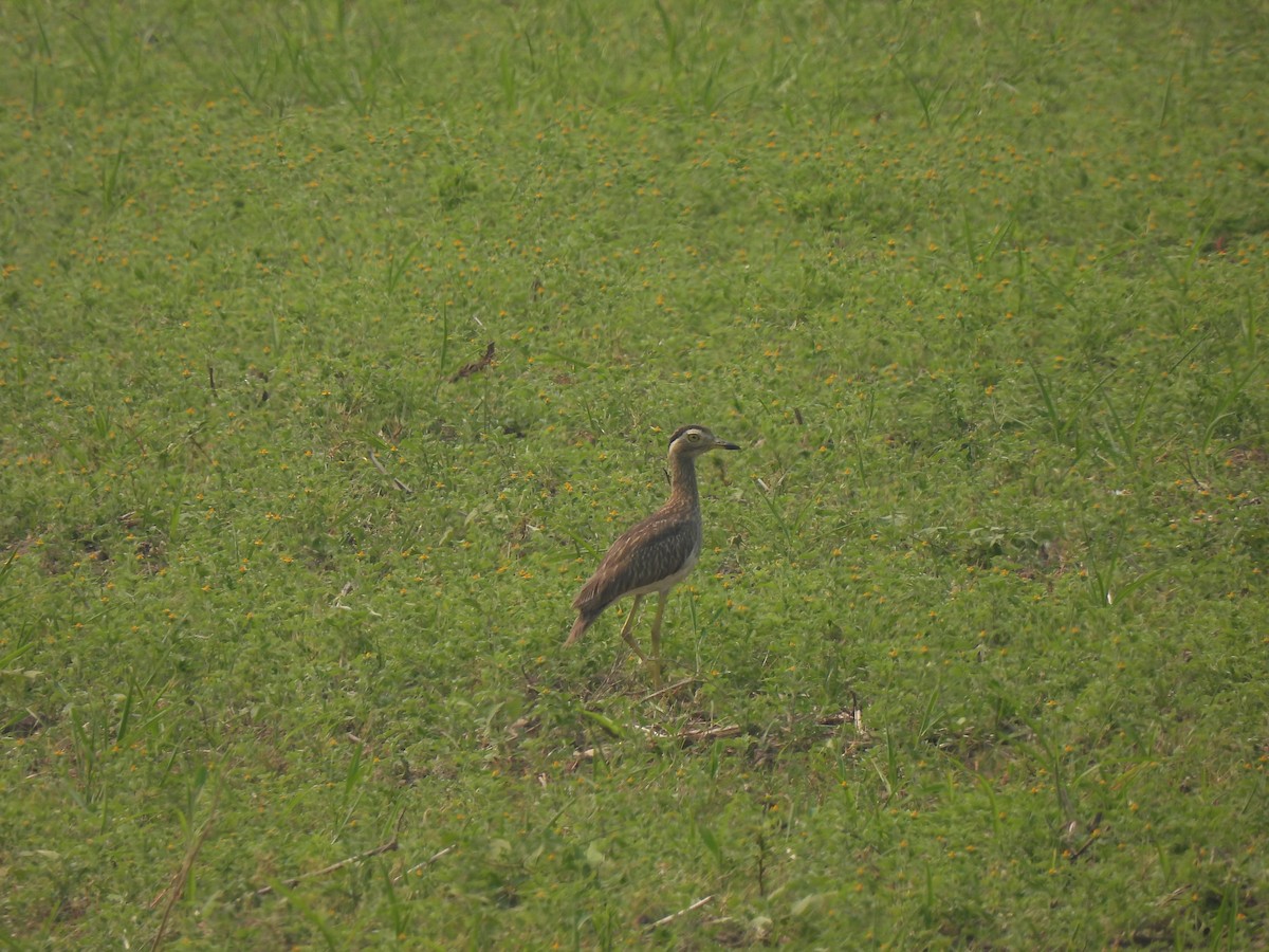 Double-striped Thick-knee - ML567584401