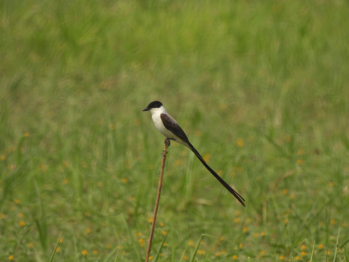 Fork-tailed Flycatcher - ML567585041