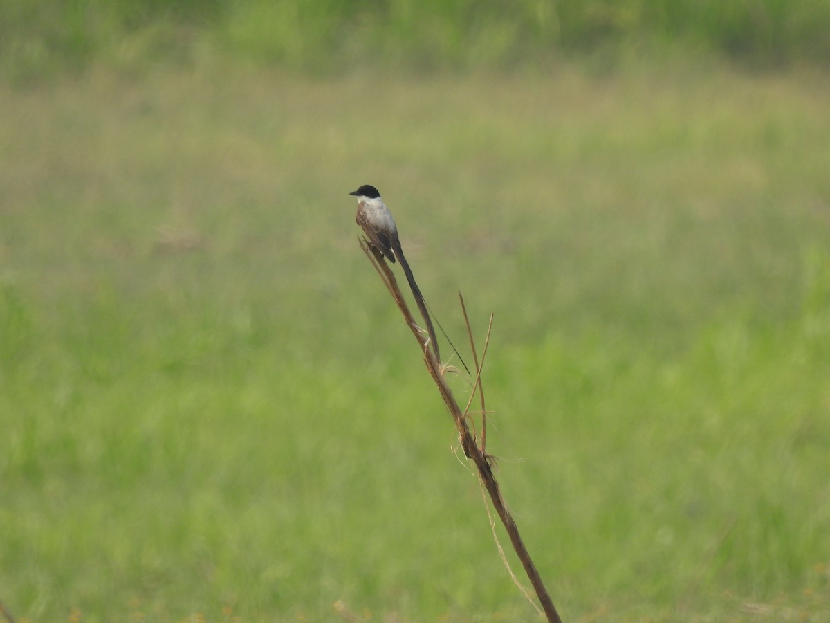 Fork-tailed Flycatcher - ML567585051