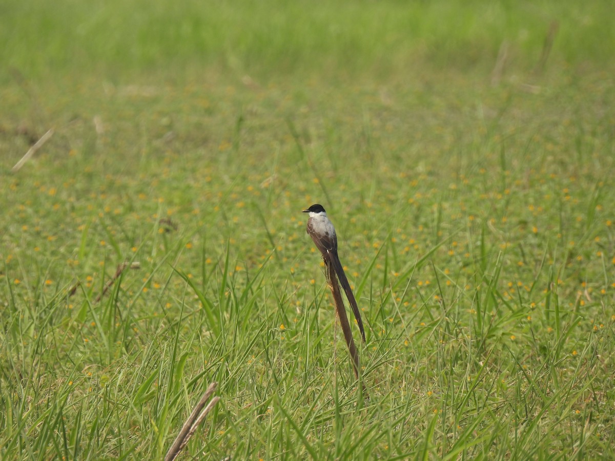 Fork-tailed Flycatcher - ML567585061