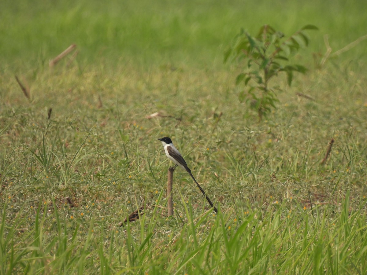 Fork-tailed Flycatcher - ML567585071