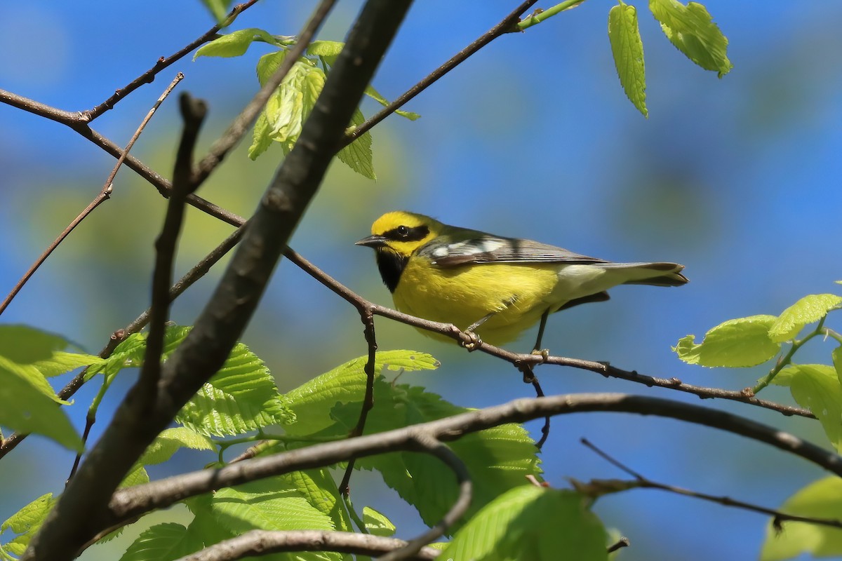 Lawrence's Warbler (hybrid) - ML567585441