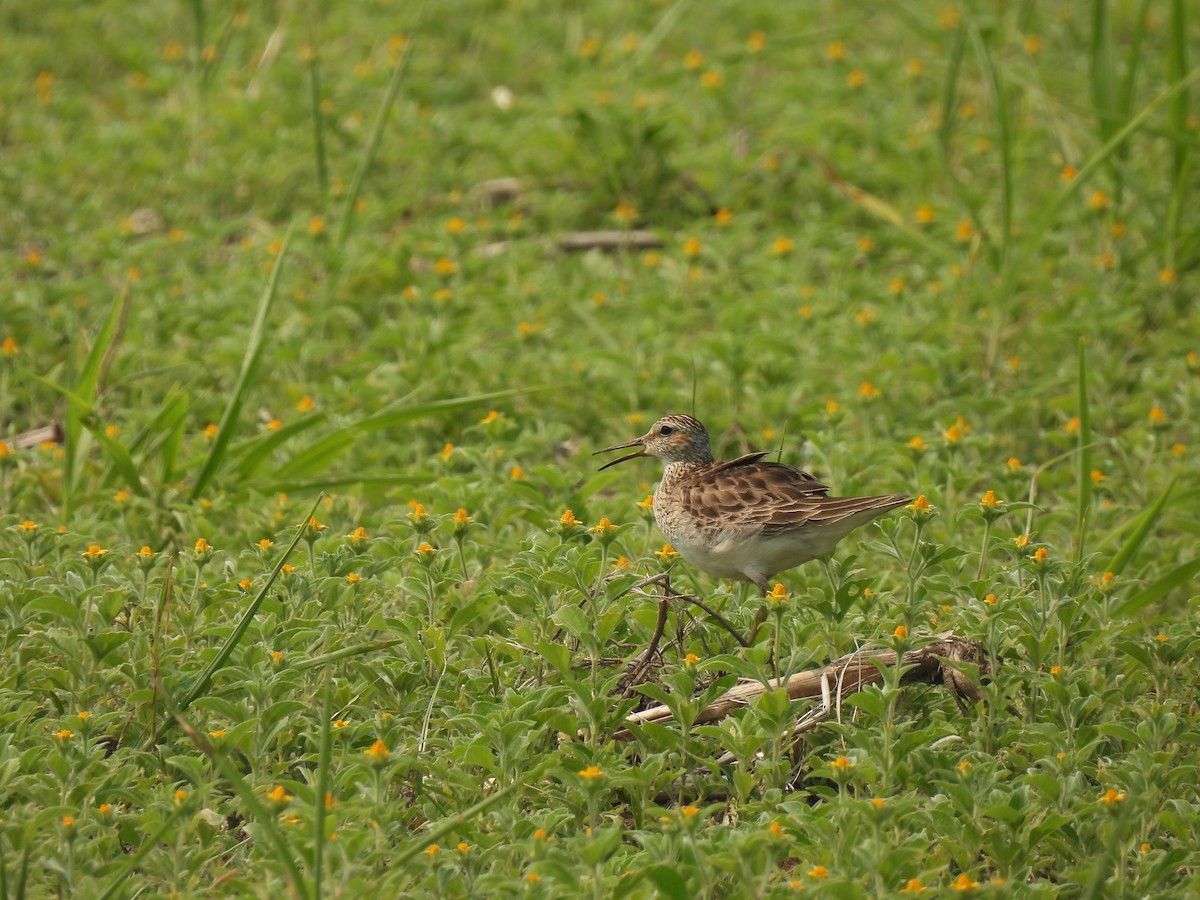 Pectoral Sandpiper - ML567585471