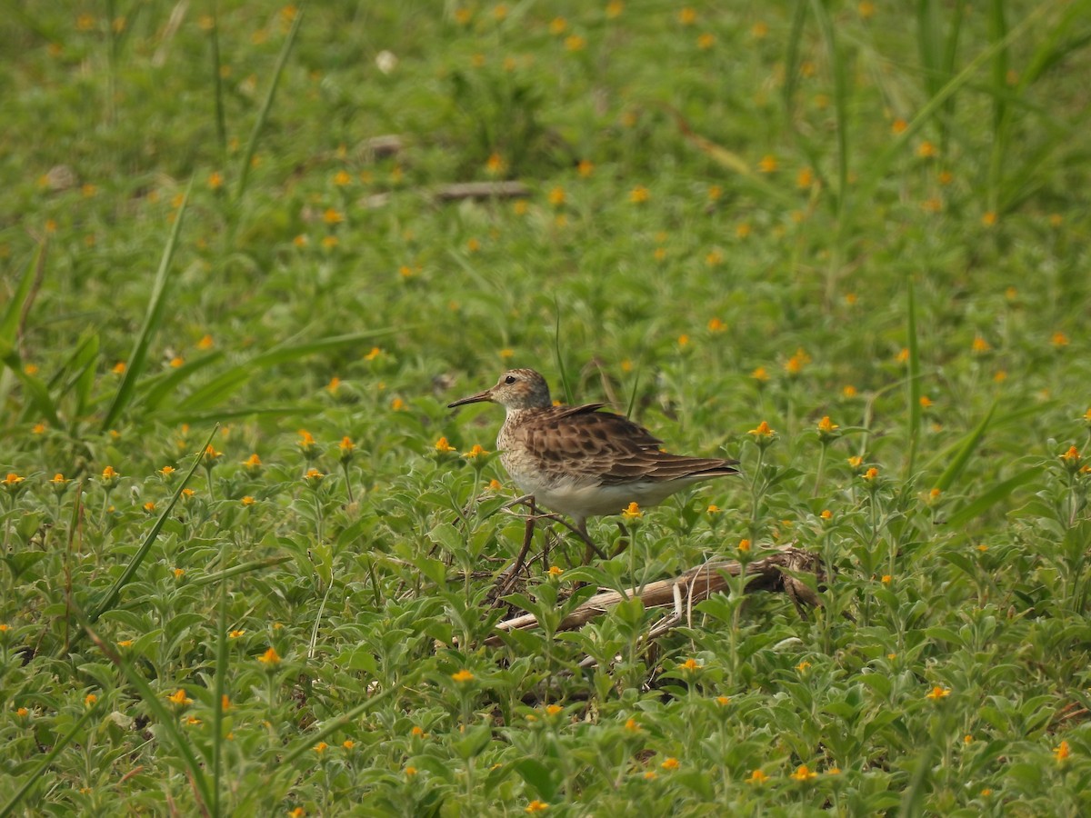 Pectoral Sandpiper - ML567585481