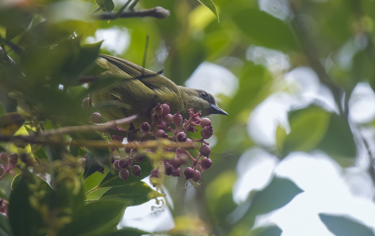 Mindanao White-eye - Forest Botial-Jarvis