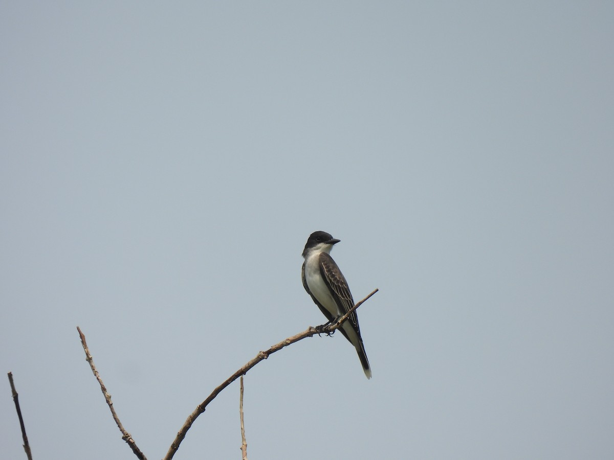 Eastern Kingbird - ML567587821