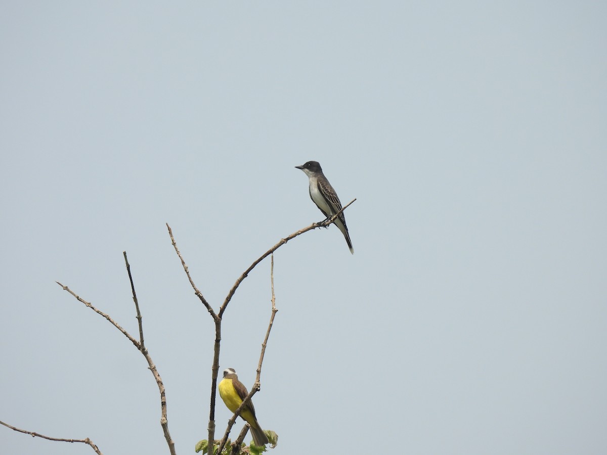 Eastern Kingbird - ML567587831