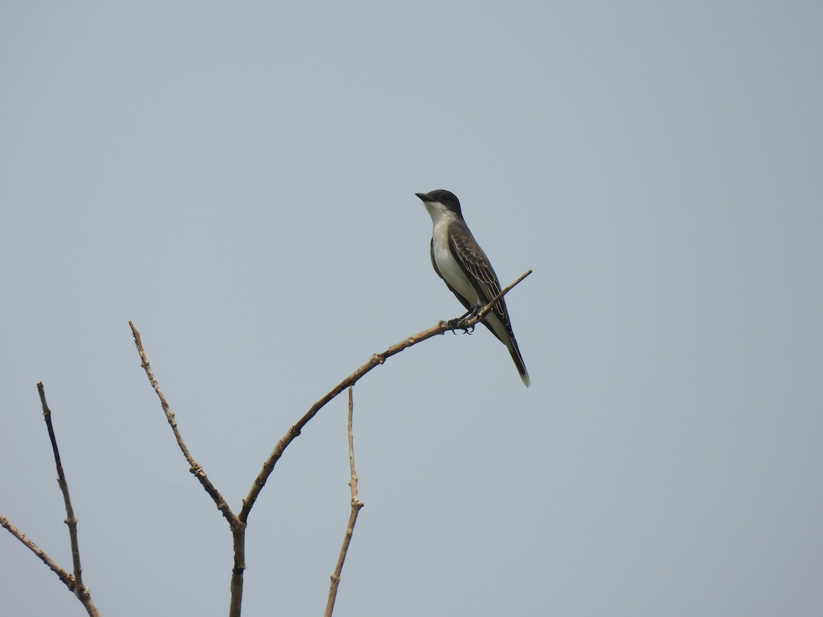 Eastern Kingbird - ML567587841