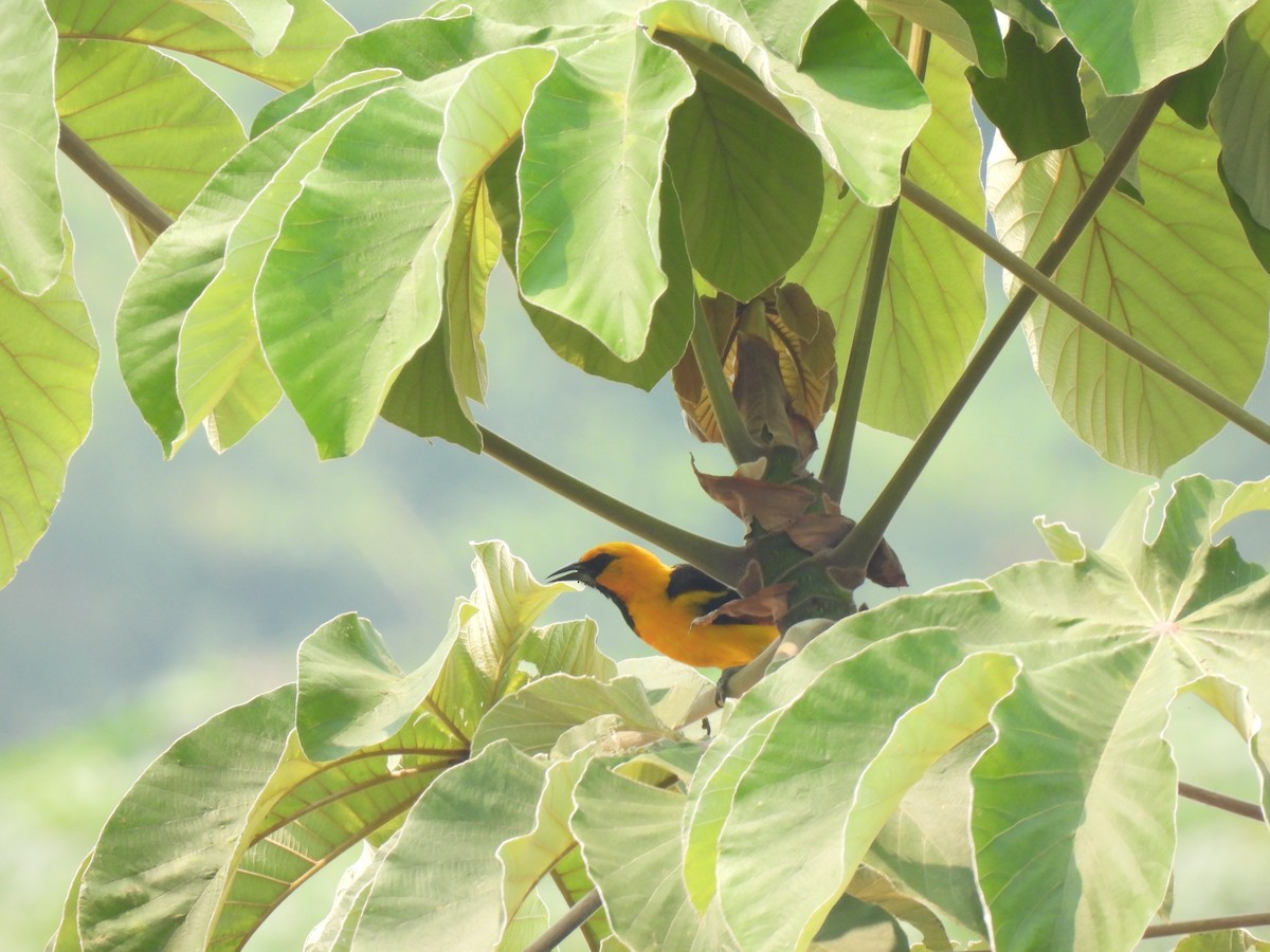 Altamira Oriole - ML567588011