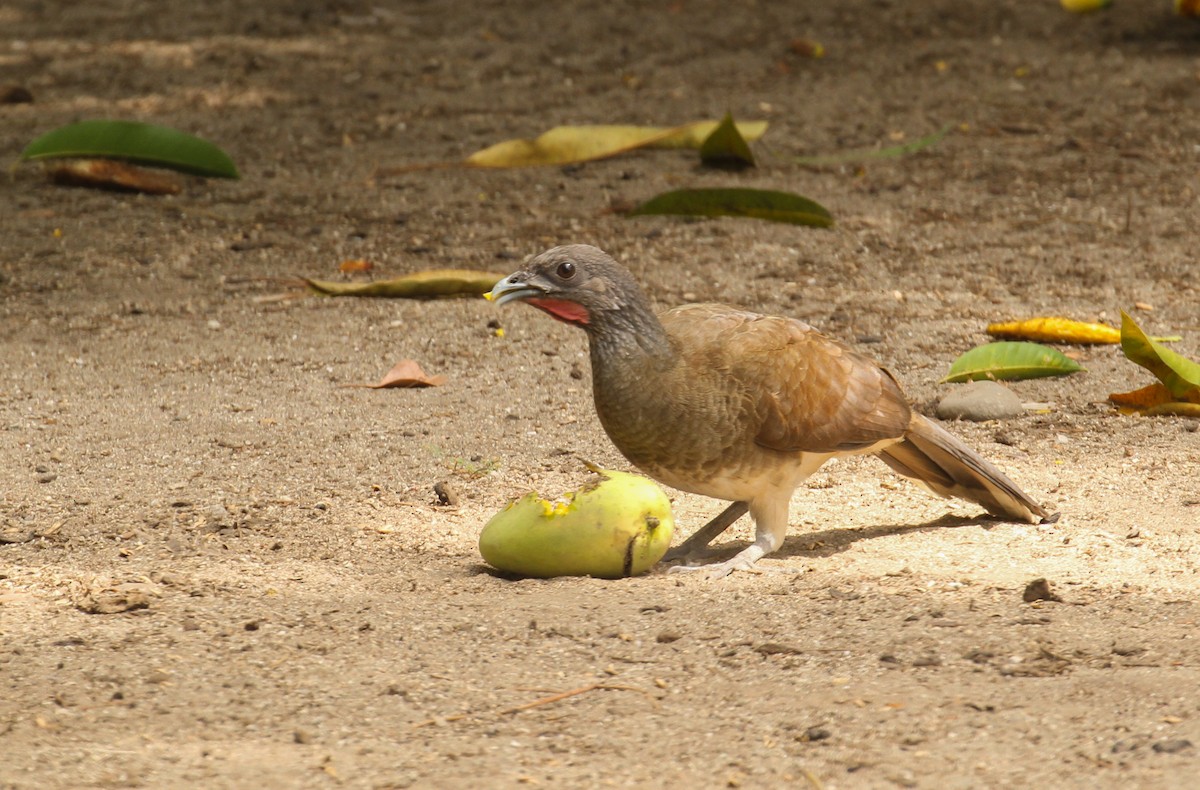 White-bellied Chachalaca - Scott Watson