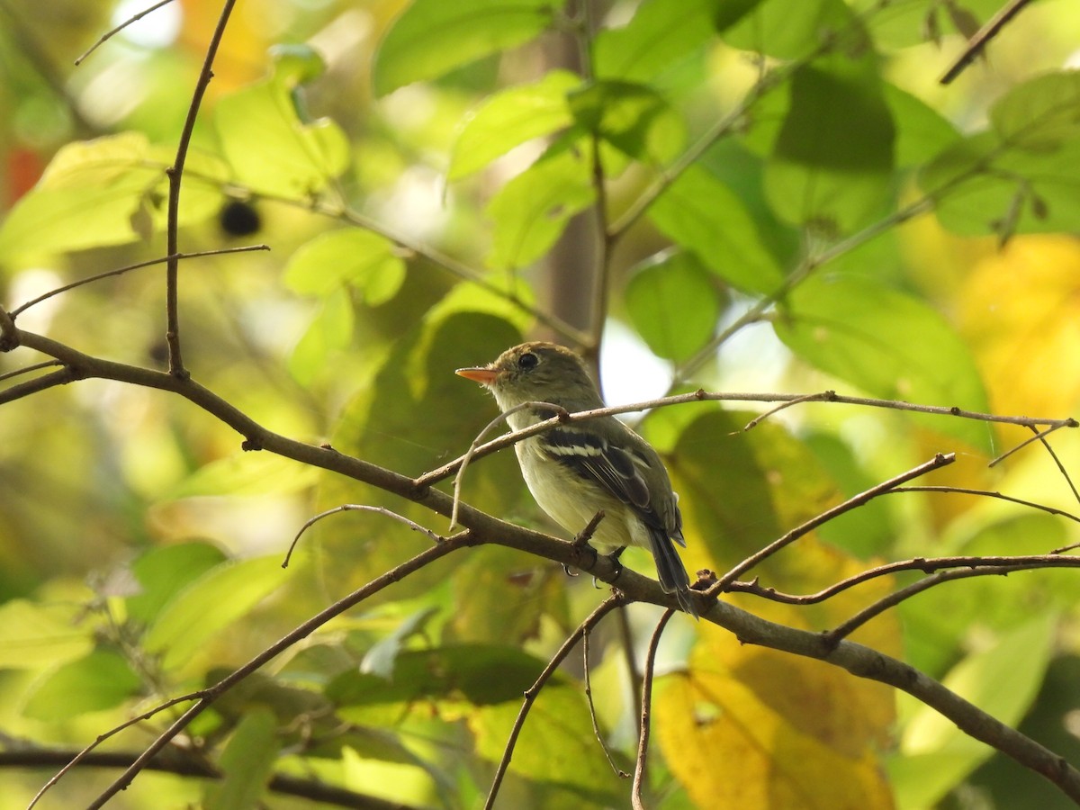 Yellow-bellied Flycatcher - Nhering Daniel Ortiz Lobo