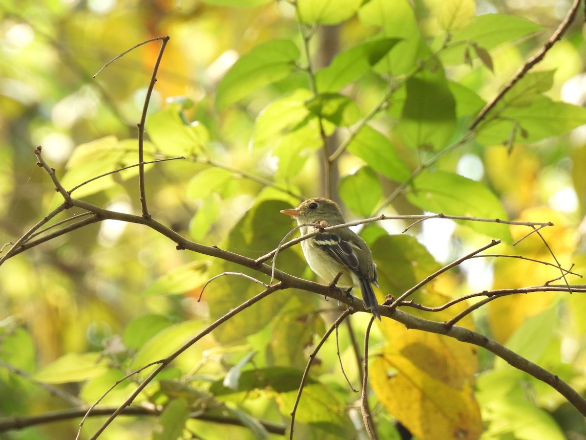 Yellow-bellied Flycatcher - ML567589111