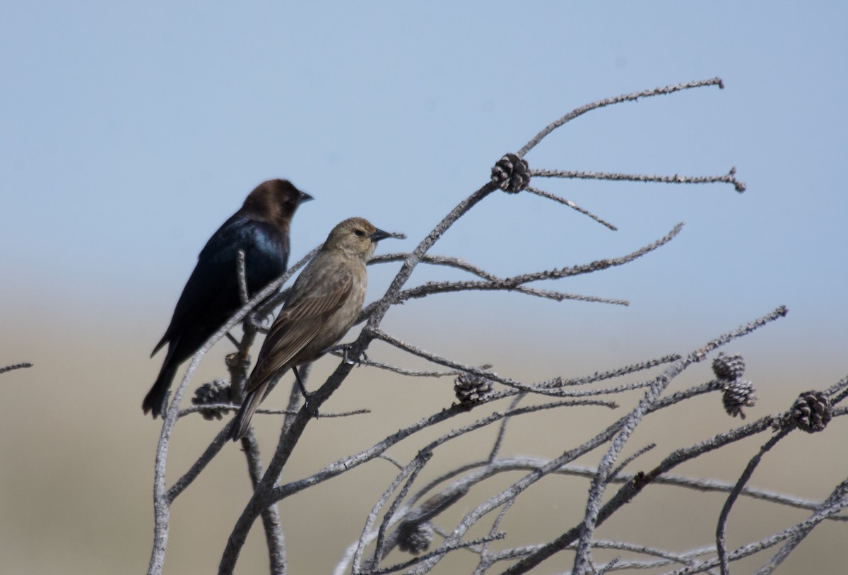 Brown-headed Cowbird - Susan and Andy Gower/Karassowitsch