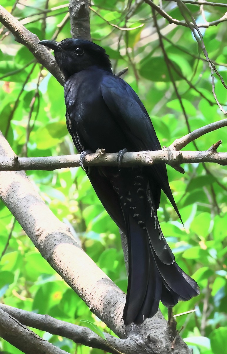 Square-tailed Drongo-Cuckoo - ML567589291