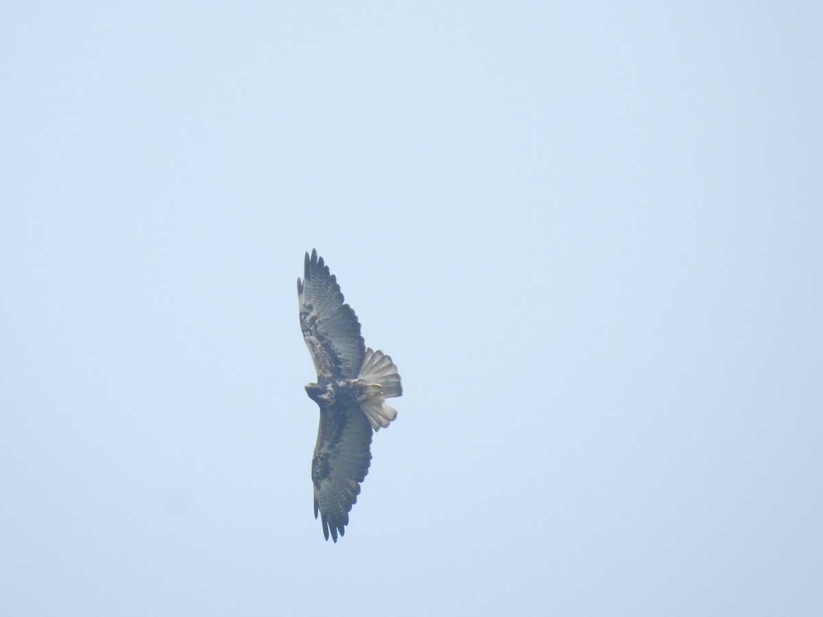 White-tailed Hawk - ML567589431