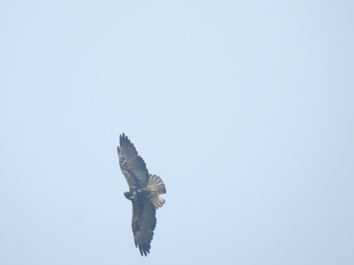 White-tailed Hawk - ML567589441