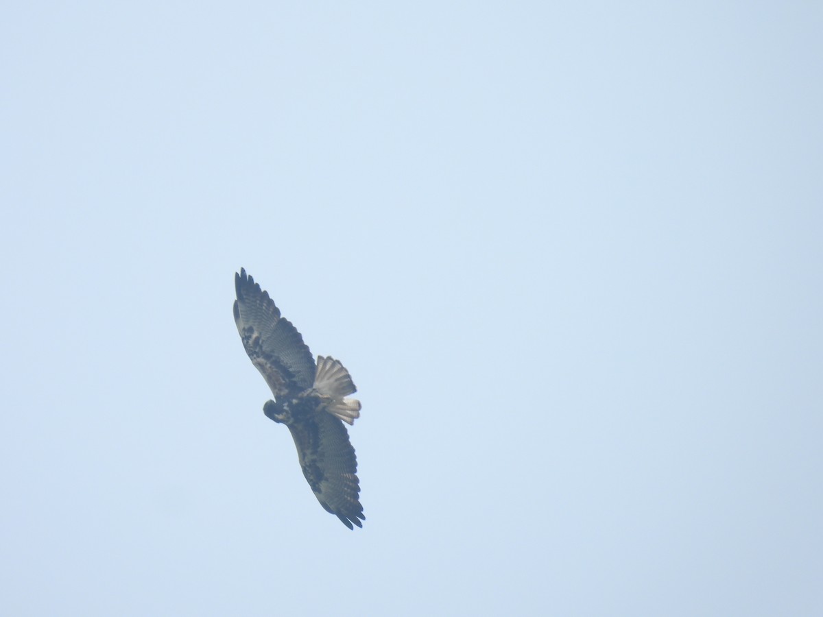 White-tailed Hawk - ML567589451