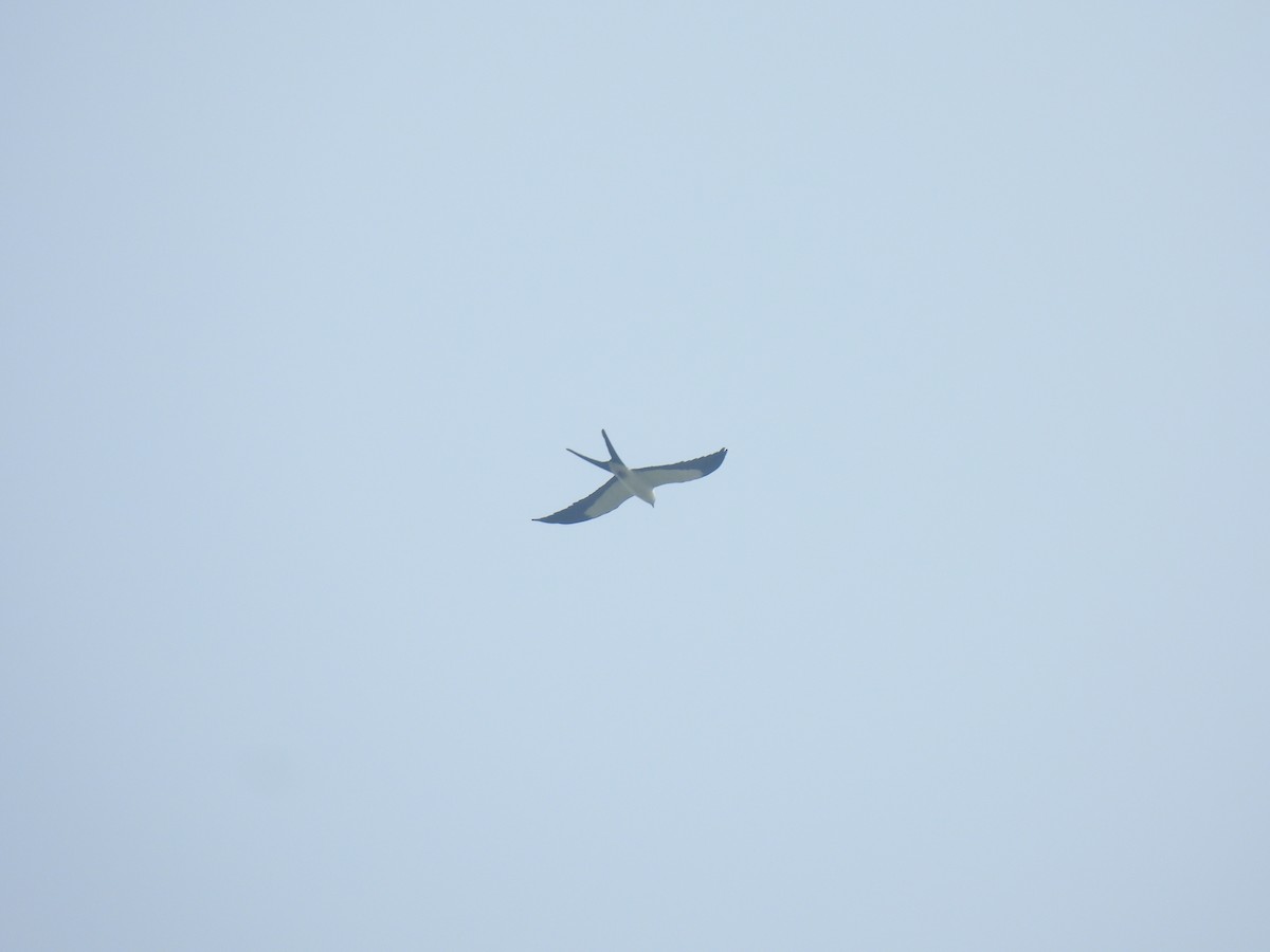 Swallow-tailed Kite - ML567589661