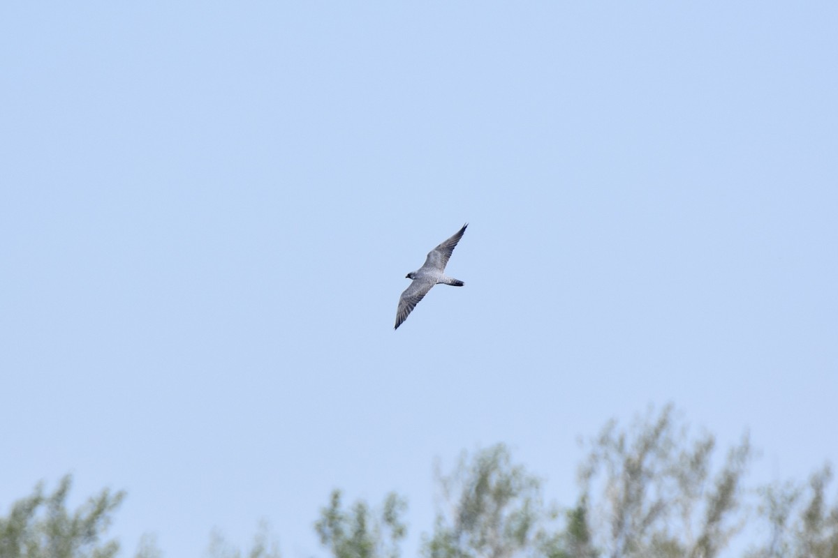 Peregrine Falcon - Pete Monacell