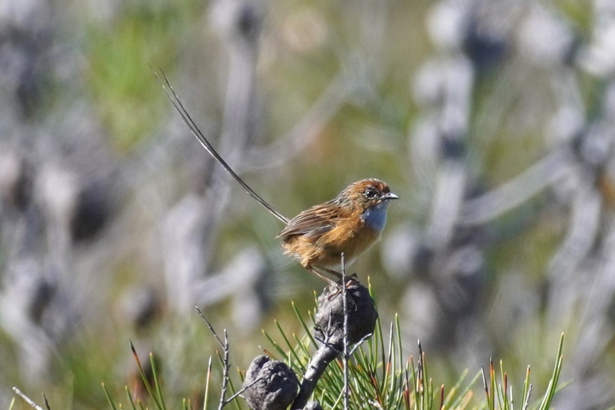 Southern Emuwren - ML567591631