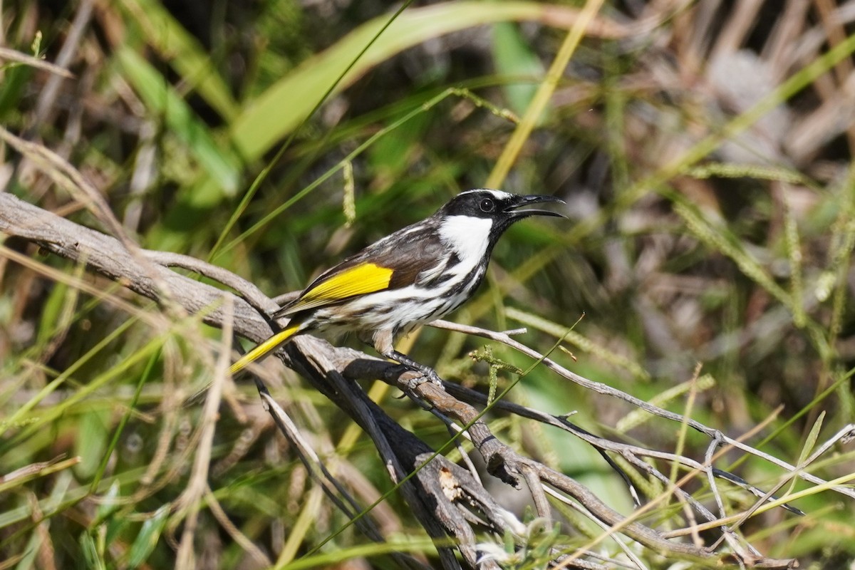 White-cheeked Honeyeater - ML567592141