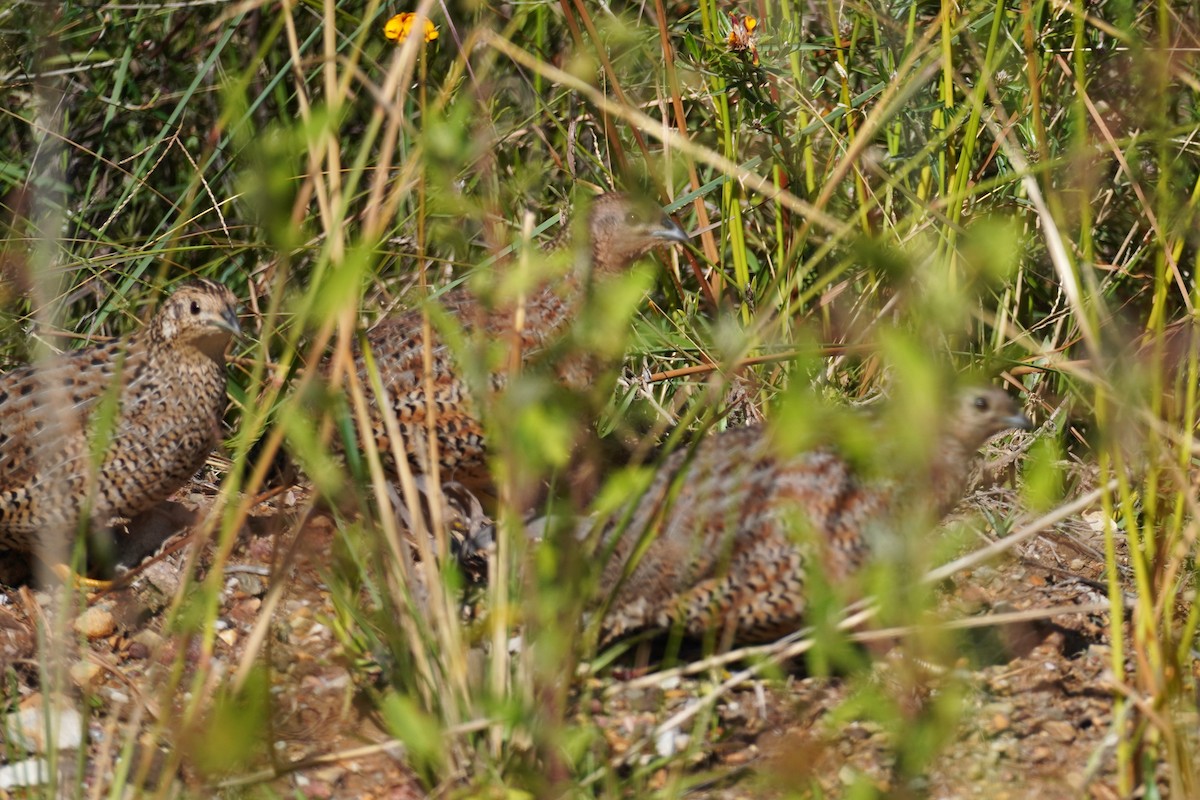 Brown Quail - ML567592601